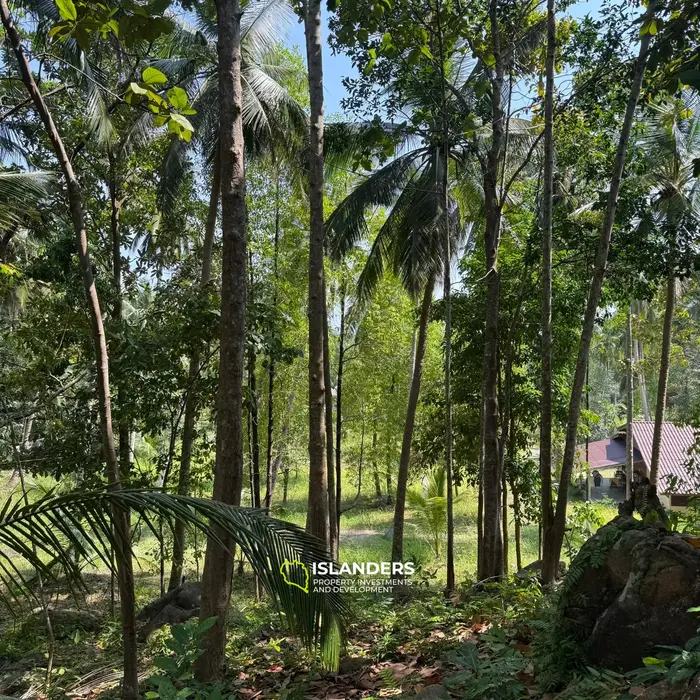 🌴 Beautiful Nature Land for Sale in Madae Wan, Koh Phangan – Quiet, Private & Ready to Build 🏡✨