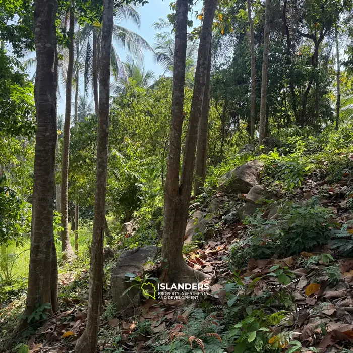 🌴 Beautiful Nature Land for Sale in Madae Wan, Koh Phangan – Quiet, Private & Ready to Build 🏡✨