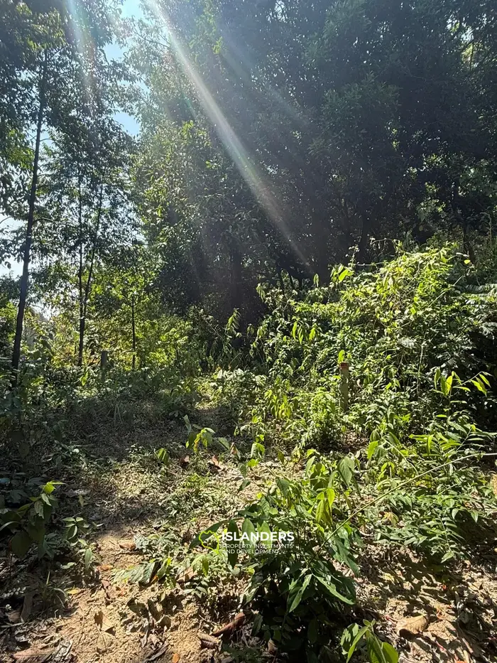 🌴 Beautiful Nature Land for Sale in Madae Wan, Koh Phangan – Quiet, Private & Ready to Build 🏡✨