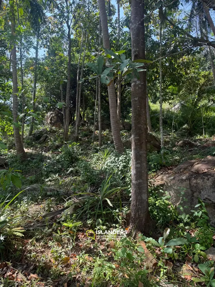 🌴 Beautiful Nature Land for Sale in Madae Wan, Koh Phangan – Quiet, Private & Ready to Build 🏡✨