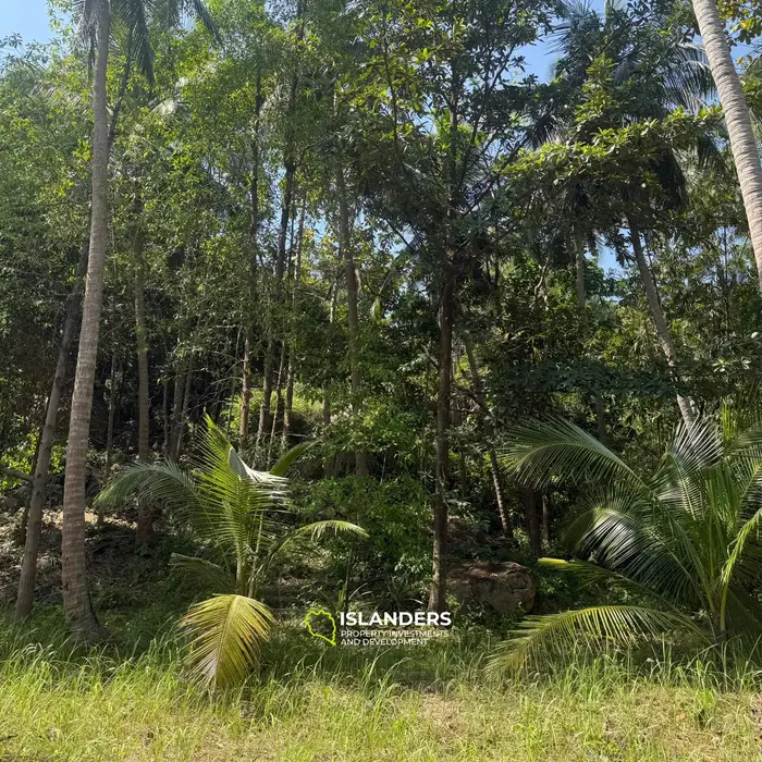 🌴 Beautiful Nature Land for Sale in Madae Wan, Koh Phangan – Quiet, Private & Ready to Build 🏡✨