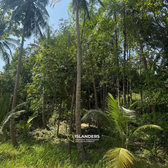 🌴 Beautiful Nature Land for Sale in Madae Wan, Koh Phangan – Quiet, Private & Ready to Build 🏡✨