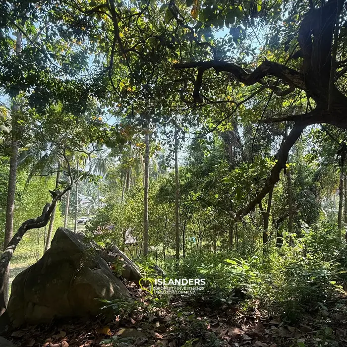 🌴 Beautiful Nature Land for Sale in Madae Wan, Koh Phangan – Quiet, Private & Ready to Build 🏡✨
